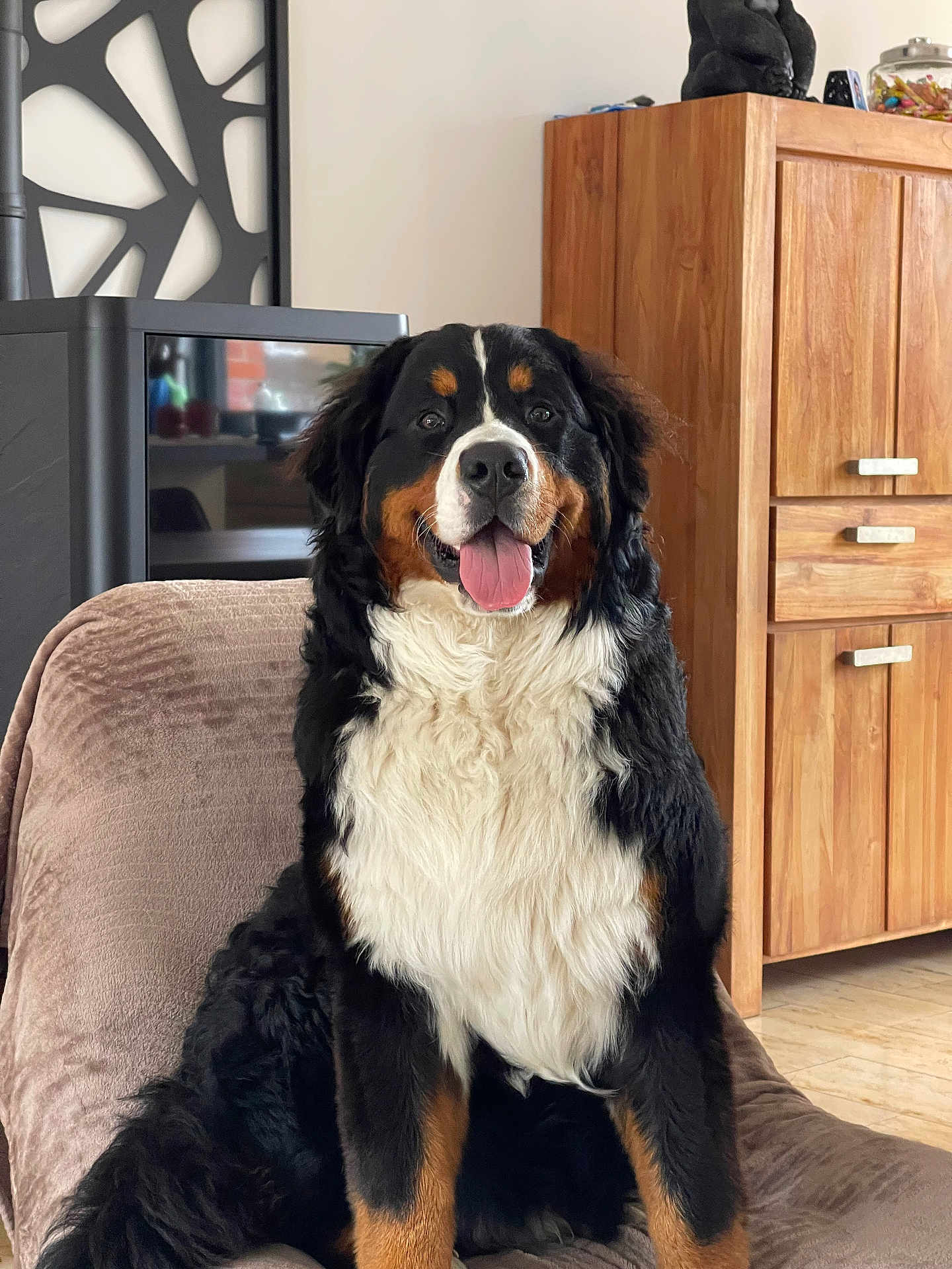 Volt a rejoint le concours — aidez-le/la à gagner de superbes lots ! bernese_mountain_dog, dog, indoor, pet, animal, fur, tongue_out, sitting, chair, wooden_furniture, cozy, happy, portrait, black_fur, white_fur, brown_fur, domestic, cute, companion, living_room