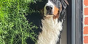 Volt participe au concours pour gagner de l'argent avec cette photo : dog, bernese_mountain_dog, plant, greenery, window, indoor, brick_wall, fur, pet, animal, nature, portrait, looking, curious, fluffy, black, white, brown, leaf, home