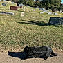 Batman joined the competition — help win amazing prizes! black_cat, cat, animal, walking, shadow, cemetery, gravestones, grass, trees, blue_sky, daylight, outdoor, nature, path, quiet, solitude, feline, sunlight, peaceful, scenic
