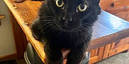 Batman is registered to the contest to win money with this photo: black_cat, cat, animal, pet, indoor, kitchen, wooden_counter, curious, looking_at_camera, feline, ears, whiskers, table, floor, trash_can, household, domestic, fur, eyes, corner