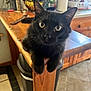 black_cat, cat, animal, pet, indoor, kitchen, wooden_counter, curious, looking_at_camera, feline, ears, whiskers, table, floor, trash_can, household, domestic, fur, eyes, corner