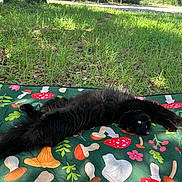 Batman is registered to the contest to win money with this photo: cat, black_cat, fluffy, lying_down, blanket, mushroom_pattern, grass, outdoor, sunlight, relaxed, nature, greenery, playful, pet, animal, summer, tongue_out, cute, resting, park