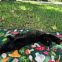 cat, black_cat, fluffy, lying_down, blanket, mushroom_pattern, grass, outdoor, sunlight, relaxed, nature, greenery, playful, pet, animal, summer, tongue_out, cute, resting, park