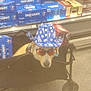 Ace Mccullers joined the competition — help win amazing prizes! animal, beer_boxes, black_cart, blue, bud_light, cart, costume, cowboy_hat, dog, floor, funny, headwear, indoor, pet, red, shopping, stars, store_aisle, sunglasses, white