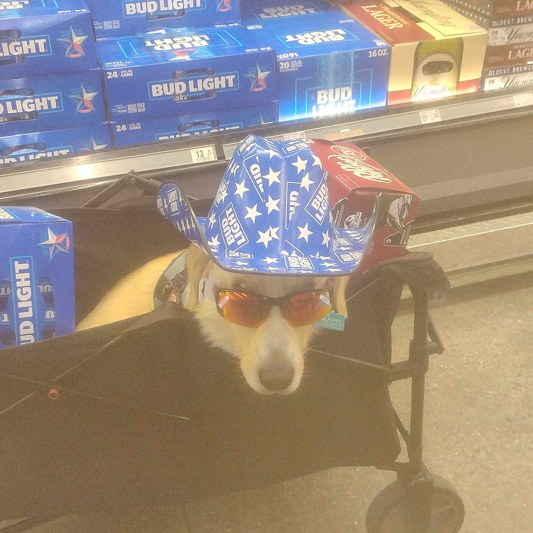 Ace Mccullers joined the competition — help win amazing prizes! animal, beer_boxes, black_cart, blue, bud_light, cart, costume, cowboy_hat, dog, floor, funny, headwear, indoor, pet, red, shopping, stars, store_aisle, sunglasses, white
