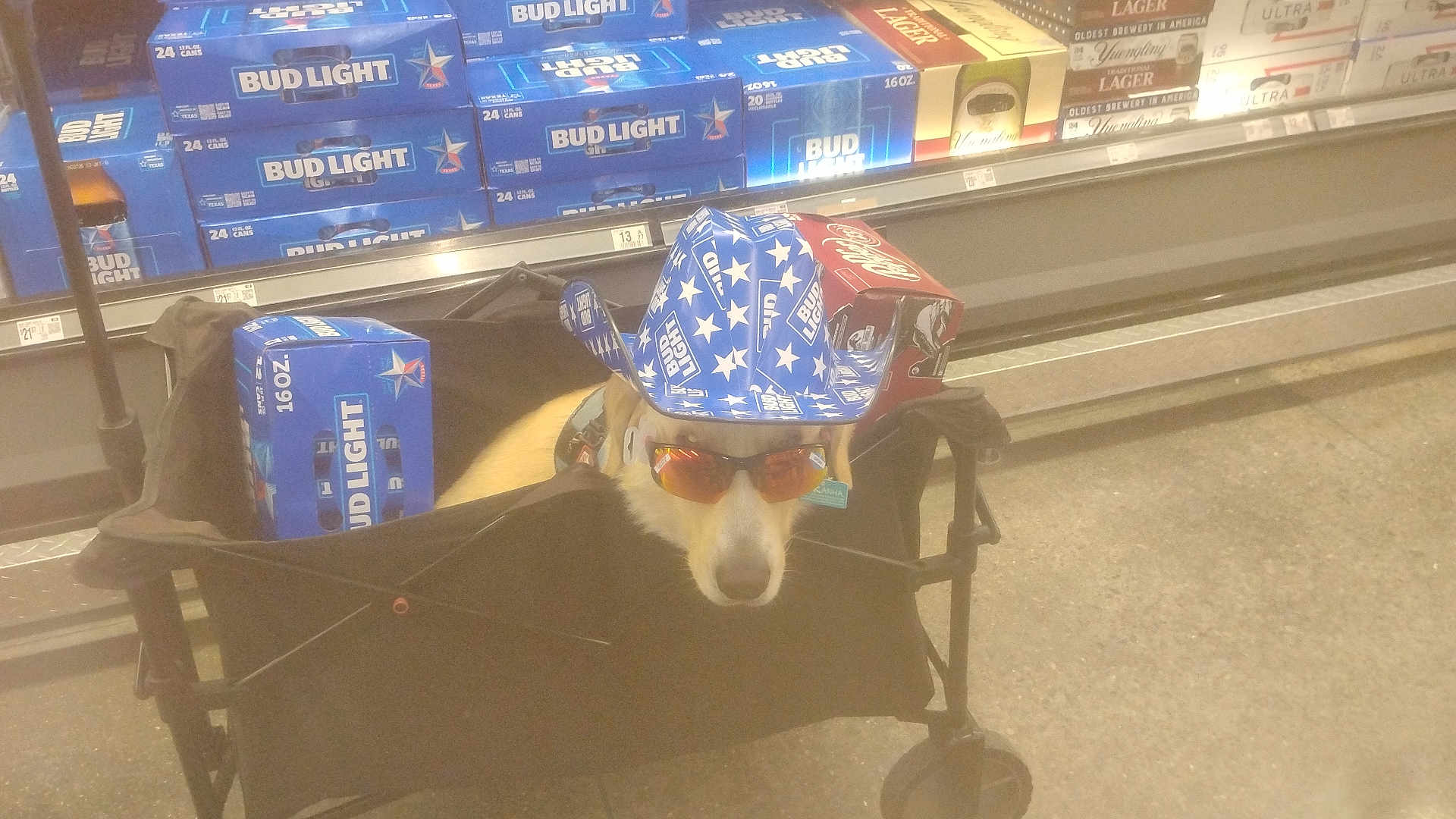 Ace Mccullers joined the competition — help win amazing prizes! animal, beer_boxes, black_cart, blue, bud_light, cart, costume, cowboy_hat, dog, floor, funny, headwear, indoor, pet, red, shopping, stars, store_aisle, sunglasses, white