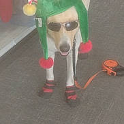 Ace Mccullers is registered to the contest to win money with this photo: accessories, animal, boots, carpet, costume, cute, decor, dog, festive, funny, green, holiday, indoor, jester_hat, leash, mischievous, pet, red, retail_shelf, sunglasses