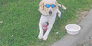 Ace Mccullers joined the competition — help win amazing prizes! animal, can, canine, cool, curb, dog, dr_pepper, grass, leash, mammal, outdoor, pet, relaxed, resting, shade, sidewalk, summer, sunglasses, water_bowl, white_dog