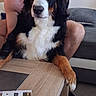 Aiko a rejoint le concours — aidez-le/la à gagner de superbes lots ! dog, bernese_mountain_dog, indoor, table, paw, person, shirtless, couch, calendar, wooden_table, furniture, pet, relaxed, companion, living_room, black_fur, white_fur, brown_fur, happy, smile