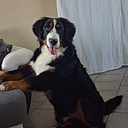 Aiko participe au concours pour gagner de l'argent avec cette photo : dog, bernese_mountain_dog, indoor, tile_floor, couch, curtain, pet, animal, fur, sitting, tongue_out, black_fur, white_fur, brown_fur, happy, looking, paw, house, canine, companion