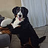 dog, bernese_mountain_dog, indoor, tile_floor, couch, curtain, pet, animal, fur, sitting, tongue_out, black_fur, white_fur, brown_fur, happy, looking, paw, house, canine, companion