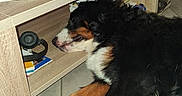 Aiko participe au concours pour gagner de l'argent avec cette photo : dog, bernese_mountain_dog, sleeping, floor, tile_floor, coffee_table, headphones, remote_control, book, living_room, furniture, wood, paw, resting, indoor, cozy, casual, pet, black_fur, brown_fur