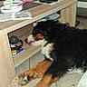 dog, bernese_mountain_dog, sleeping, floor, tile_floor, coffee_table, headphones, remote_control, book, living_room, furniture, wood, paw, resting, indoor, cozy, casual, pet, black_fur, brown_fur