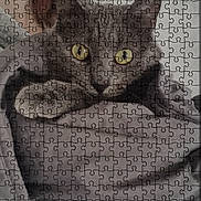 Baby joined the competition — help win amazing prizes! cat, jigsaw_puzzle, gray_cat, yellow_eyes, blanket, webpage, screenshot, text, product, advertisement, animal, pet, closeup, resting, feline, website, banner, shopping_cart, navigation_bar, home_screen