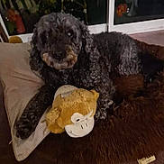 Sam a rejoint le concours — aidez-le/la à gagner de superbes lots ! dog, plush_toy, monkey_toy, bed, pillow, indoor, black_dog, curly_fur, pet, relaxed, cozy, floor, glass_door, plant, toy, animal, cute, resting, home, carpet