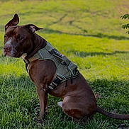 Thor is registered to the contest to win money with this photo: dog, brown_dog, harness, sitting, grass, outdoor, pet, canine, animal, nature, greenery, sunlight, ears, fur, side_view, muzzle, tail, alert, calm, park