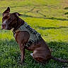 dog, brown_dog, harness, sitting, grass, outdoor, pet, canine, animal, nature, greenery, sunlight, ears, fur, side_view, muzzle, tail, alert, calm, park