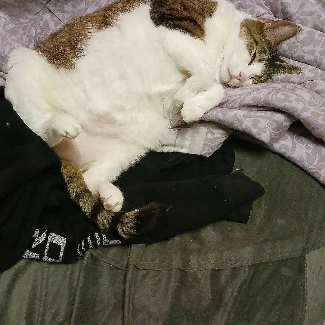Fat Cat
