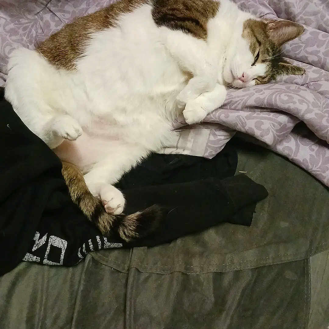 Fat Cat