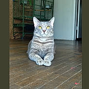 Ozzie joined the competition — help win amazing prizes! cat, gray_tabby, yellow_eyes, wooden_floor, indoor, animal, pet, feline, sitting, looking, regal, calm, birdcage, door, floor, domestic_cat, striped_fur, close_up, house, quiet