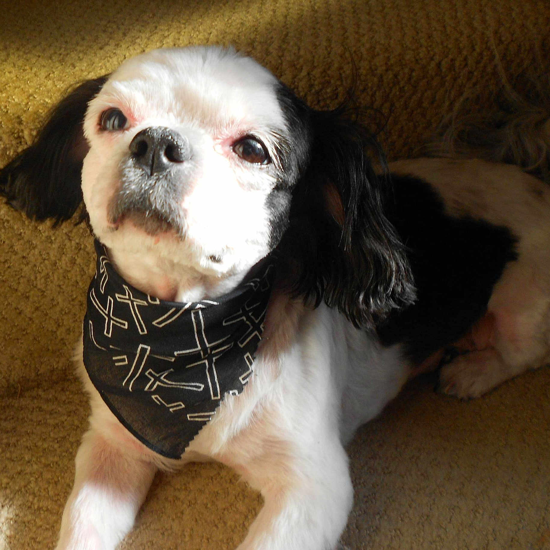 Jinglebell is registered to the contest to win money with this photo: