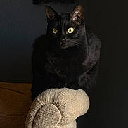 Midi is registered to the contest to win money with this photo: black_cat, cat, yellow_eyes, feline, pet, animal, indoor, chair, armrest, texture, shadow, dark_background, portrait, whiskers, ears, sitting, cozy, fur, domestic_cat, mammal