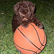 Bear joined the competition — help win amazing prizes! puppy, dog, basketball, grass, outdoor, night, curly_fur, animal, pet, playful, young_dog, brown_dog, toy, sports_equipment, cute, adorable, flash_photography, nature, mammal, fun