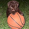 puppy, dog, basketball, grass, outdoor, night, curly_fur, animal, pet, playful, young_dog, brown_dog, toy, sports_equipment, cute, adorable, flash_photography, nature, mammal, fun