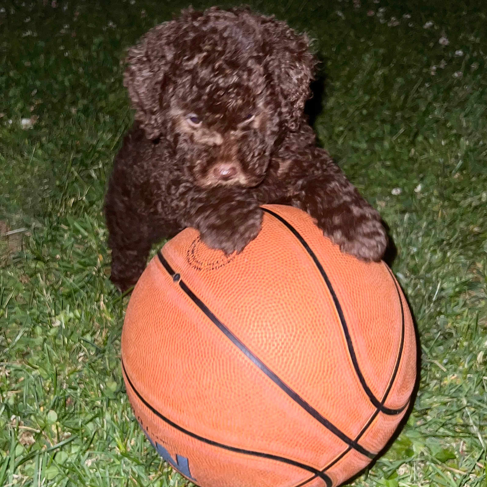 Bear