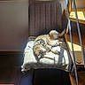 Luna a rejoint le concours — aidez-le/la à gagner de superbes lots ! cat, tabby_cat, chair, blanket, sunlight, indoor, furniture, relaxing, sleeping, cozy, window_light, wood, shelf, pet, animal, domestic, resting, warm_light, comfort, home