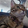 Luna a rejoint le concours — aidez-le/la à gagner de superbes lots ! cat, tabby_cat, animal, pet, car_interior, person, seatbelt, window, harness, fur, whiskers, closeup, indoor, looking, side_profile, curious, transportation, human, clothing, seat