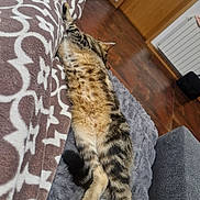 Luna a rejoint le concours — aidez-le/la à gagner de superbes lots ! cat, tabby, animal, pet, indoor, blanket, fabric, phone, smartphone, floor, tile_floor, door, wooden_door, furniture, couch, resting, relaxing, striped, fur, paw