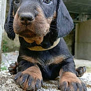 Béatrice a rejoint le concours — aidez-le/la à gagner de superbes lots ! puppy, dog, black_and_tan, dachshund, close_up, portrait, wide_eyed, looking_at_camera, floppy_ears, paws, claws, collar, outdoor, concrete, wood, animal, pet, cute, curious, photography