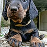 puppy, dog, black_and_tan, dachshund, close_up, portrait, wide_eyed, looking_at_camera, floppy_ears, paws, claws, collar, outdoor, concrete, wood, animal, pet, cute, curious, photography