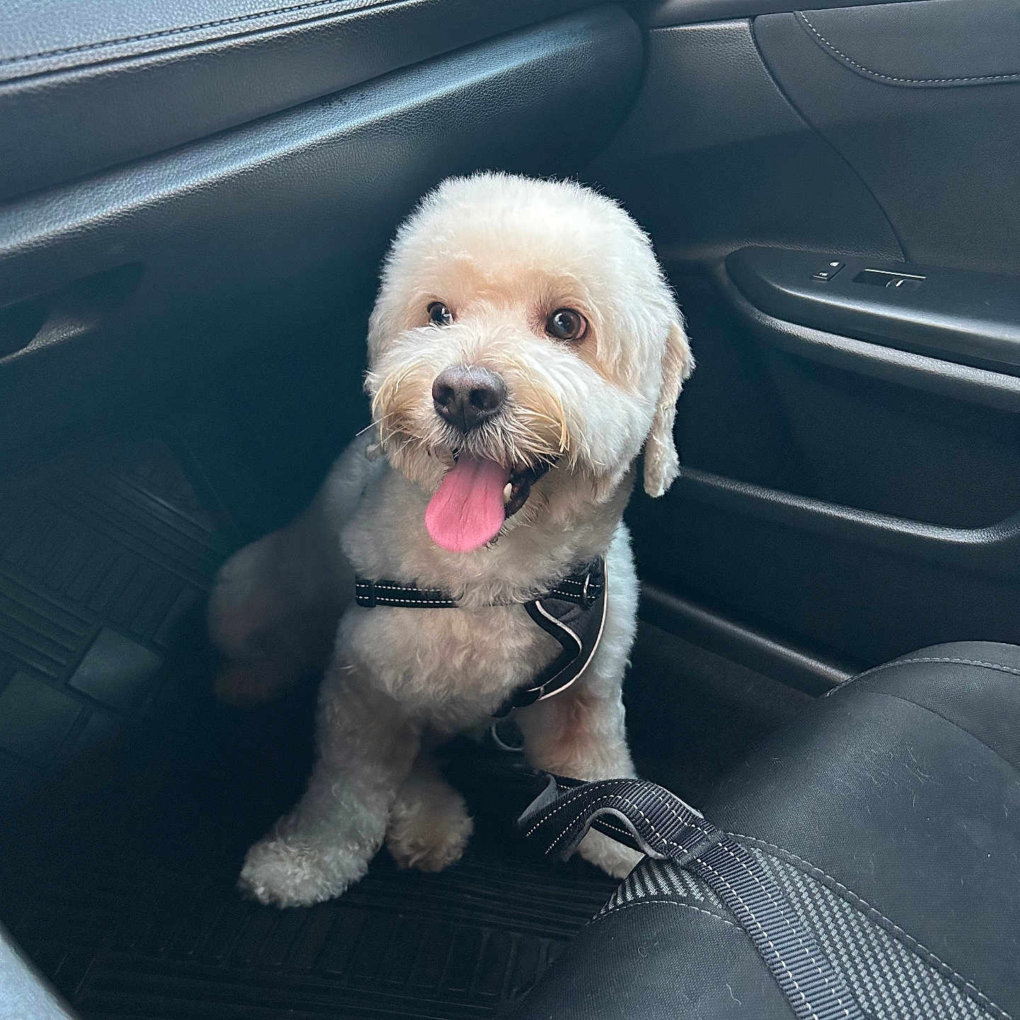 Bruno joined the competition — help win amazing prizes! accessories, animal, belt, bodypart, canine, car, car_interior, carseat, dog, machine, mouth, person, pet, poodle, puppy, spoke, terrier, transportation, vehicle, whitedog