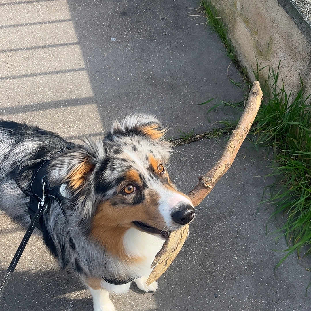 Naya a rejoint le concours — aidez-le/la à gagner de superbes lots ! accessories, animal, canine, cockerspaniel, collie, dog, flagstone, husky, leash, papillon, path, pet, plant, puppy, road, sidewalk, slate, strap, walkway, wood