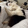 bed, black, blanket, cat, comfortable, cozy, decor, fluffy, furniture, home, indoor, lamp, pet, relaxation, resting, sleeping, soft, table, vase, white
