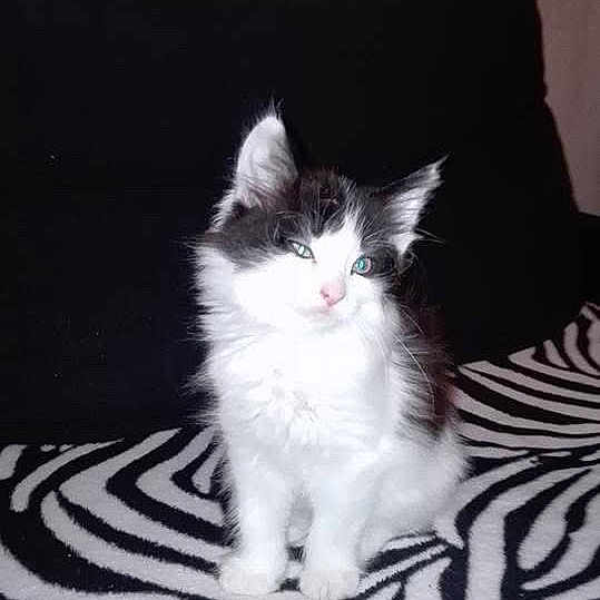 Blacky