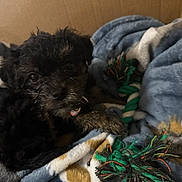 Cassy is registered to the contest to win money with this photo: animal, black_dog, blanket, cardboard_box, companion, cozy, curious, cute, dog, fur, indoors, pet, playful, puppy, resting, rope_toy, small_dog, snuggle, soft, toy