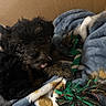 animal, black_dog, blanket, cardboard_box, companion, cozy, curious, cute, dog, fur, indoors, pet, playful, puppy, resting, rope_toy, small_dog, snuggle, soft, toy