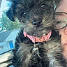 Cassy is registered to the contest to win money with this photo: animal, car_interior, casual, closeup, cute, daylight, dog, face, fur, glasses, house, indoor, person, pet, pink_collar, portrait, puppy, snapshot, window, young