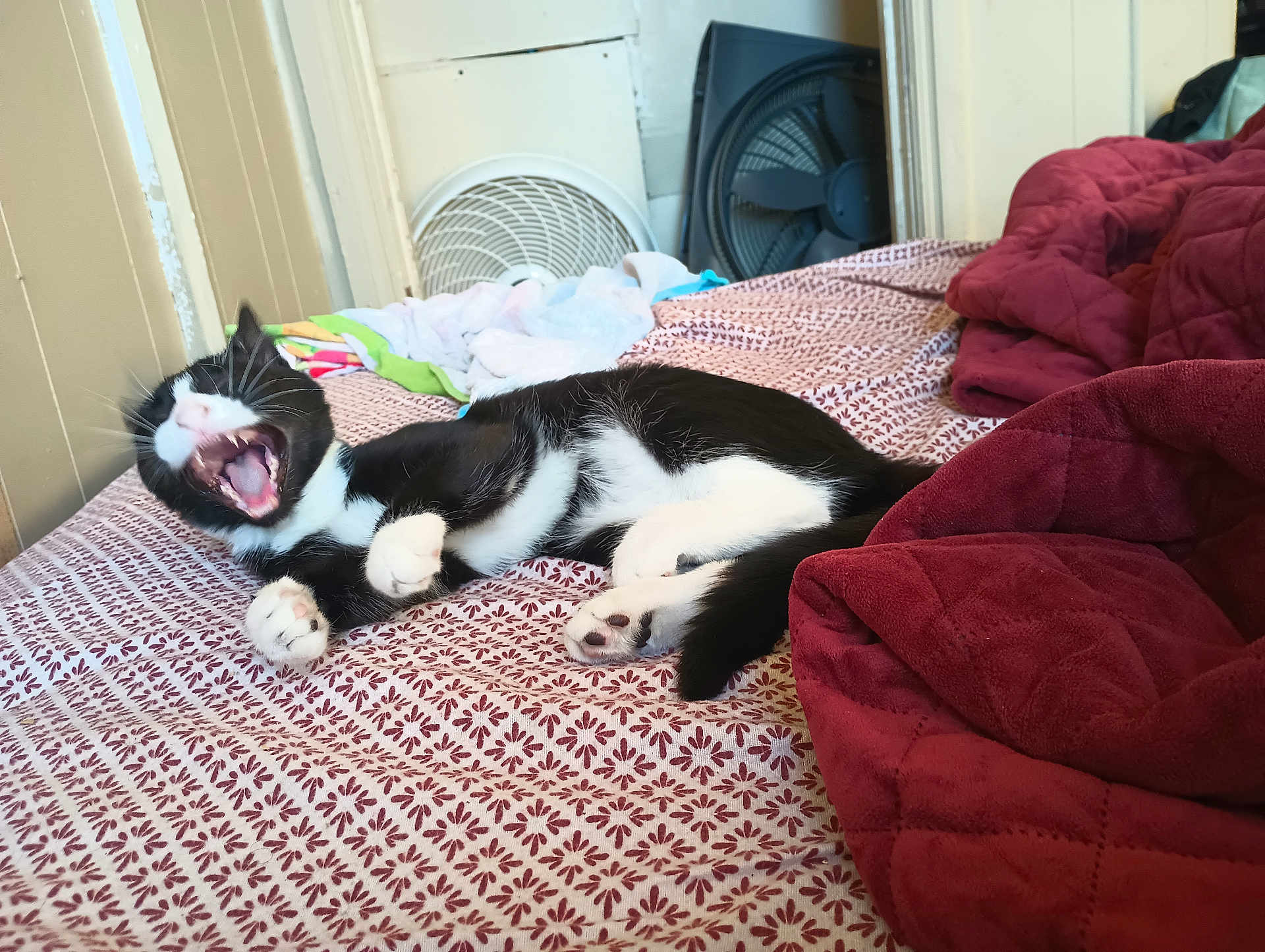Scarlette joined the competition — help win amazing prizes! bed, bedroom, black_and_white_cat, blanket, cat, cozy, fan, fur, indoor, mouth_open, patterned_sheet, paw, pet, playful, quilt, relaxed, towel, white_wall, wooden_paneling, yawning_cat