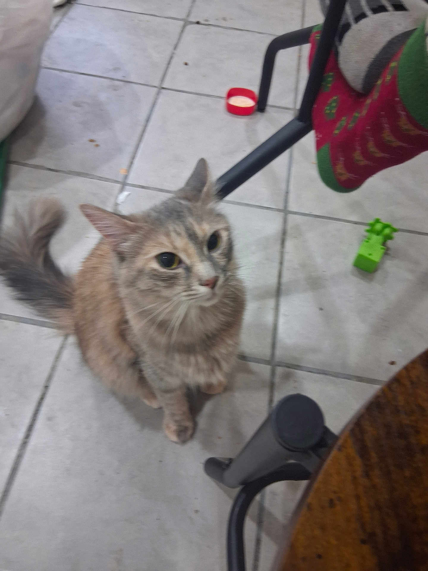 Kallye is registered to the contest to win money with this photo: cat, pet, feline, indoor, tiled_floor, sitting, looking_up, whiskers, tail, fur, eyes, domestic_cat, chair_leg, table, toy, sock, red_cap, bowl, floor_tile, curious