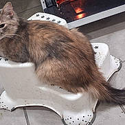 Kallye is registered to the contest to win money with this photo: cat, step_stool, tile_floor, kitchen, oven, fur, tail, whiskers, sitting, relaxed, indoor, pet, domestic_cat, multi_colored_fur, star_pattern, close_up, gaze, worn_stool, floor_tile, household_item