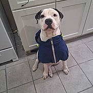 Love is registered to the contest to win money with this photo: attentive_expression, blue_jacket, cabinet, cord, countertop, dog, domestic, floor_tiles, hood, indoor, kitchen, looking_at_camera, paws, pet, pitbull, portrait, sitting, tile_floor, white_cabinet, zipper