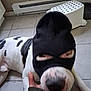 Love joined the competition — help win amazing prizes! dog, balaclava, mask, black_mask, snout, nose, spots, spotted_coat, white_coat, hand, tile_floor, kitchen, step_stool, dog_bowl, close_up, portrait, pet, indoor, playful, animal