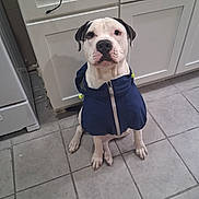 Love is registered to the contest to win money with this photo: dog, pet, pitbull, white_fur, black_spot, blue_jacket, jacket, zipper, sitting, paws, tile_floor, kitchen, cabinets, countertop, indoor, attentive, portrait, cable, floor_tile, cute