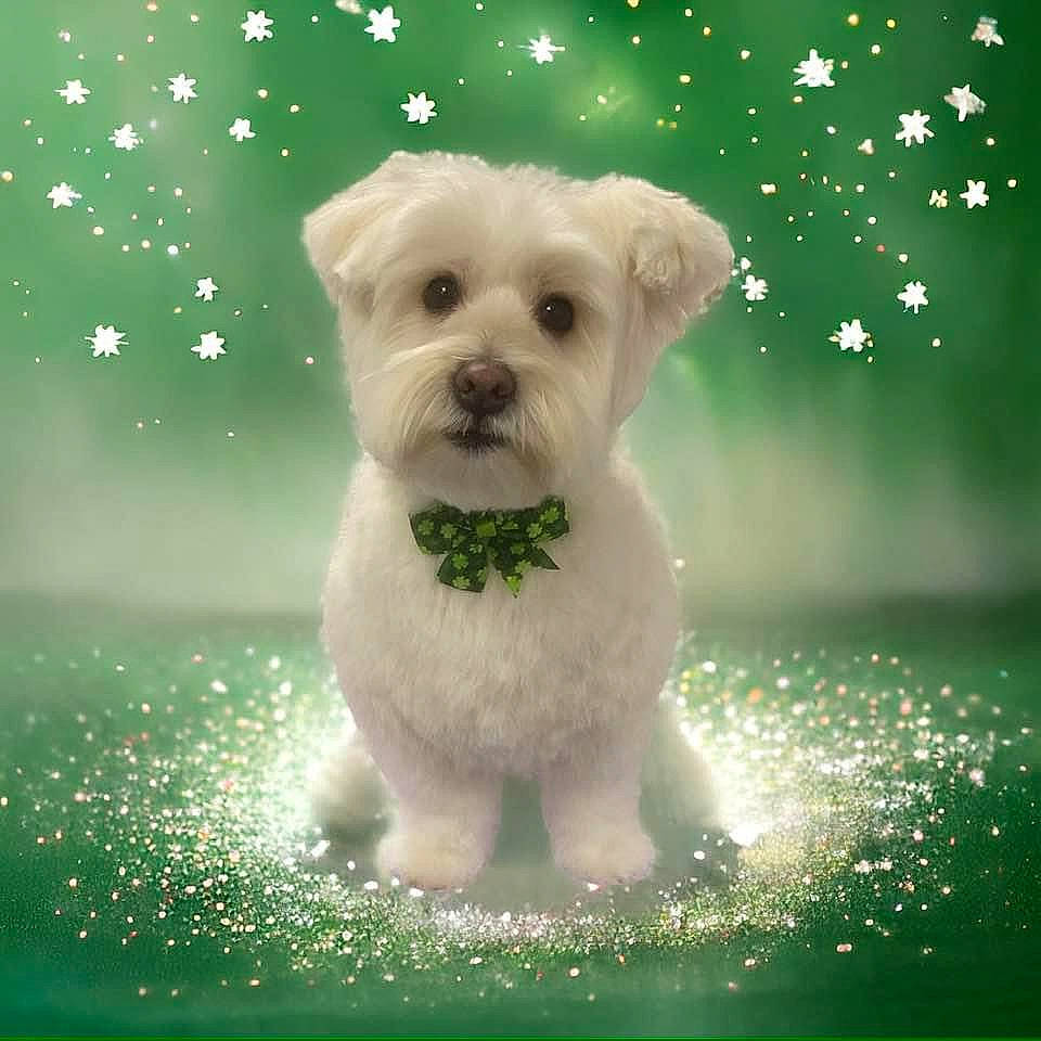 Baileigh joined the competition — help win amazing prizes! ancient_dog_breeds, art, canidae, carnivore, companion_dog, dog, dog_breed, fawn, font, grass, green, plant, small_terrier, snout, sporting_group, terrier, toy_dog, tree, water, whiskers