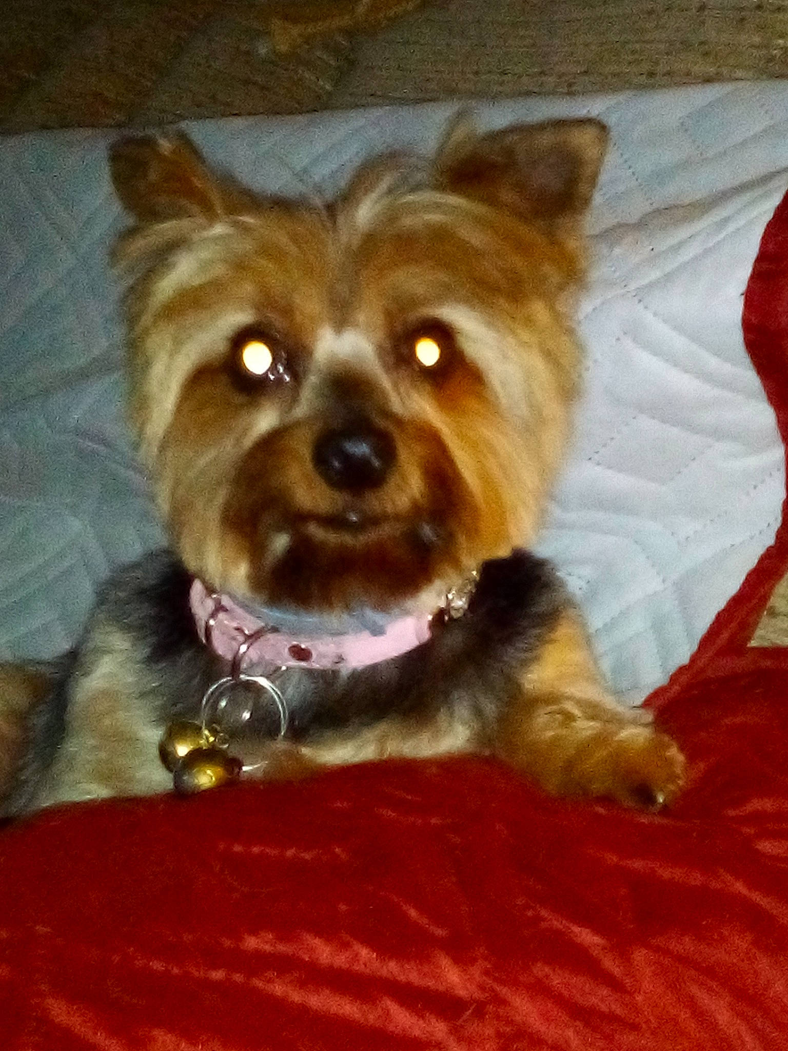 Gretel joined the competition — help win amazing prizes! australian_silky_terrier, australian_terrier, biewer_terrier, cairn_terrier, canidae, carnivore, companion_dog, dog, dog_breed, mammal, norwich_terrier, puppy, rare_breed_dog, small_terrier, snout, terrier, toy_dog, vertebrate, yorkipoo, yorkshire_terrier