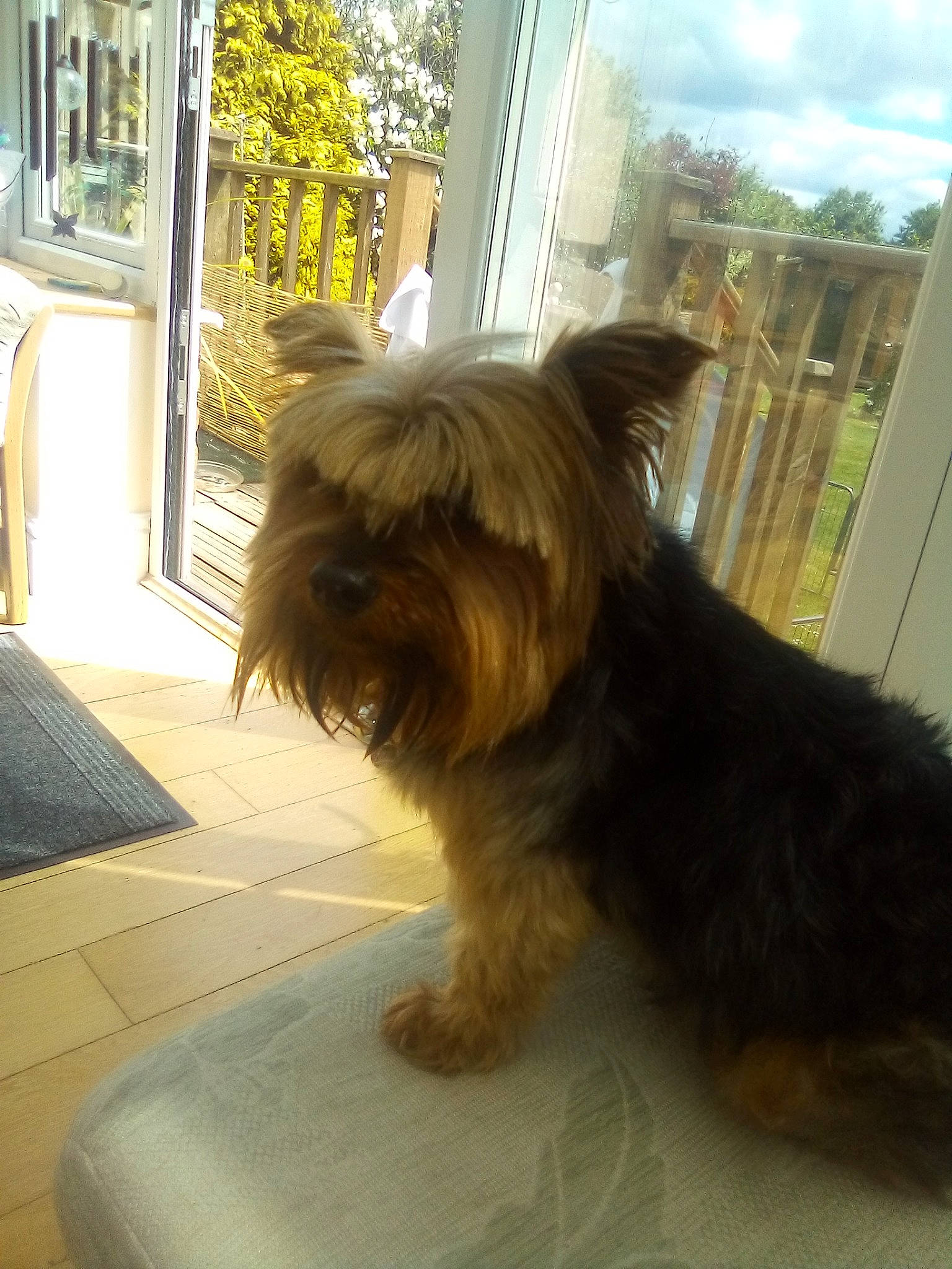 Gretel is registered to the contest to win money with this photo: australian_silky_terrier, australian_terrier, biewer_terrier, canidae, carnivore, companion_dog, dog, dog_breed, liver, mammal, morkie, norwich_terrier, rare_breed_dog, small_terrier, sporting_group, terrier, toy_dog, vertebrate, yorkipoo, yorkshire_terrier